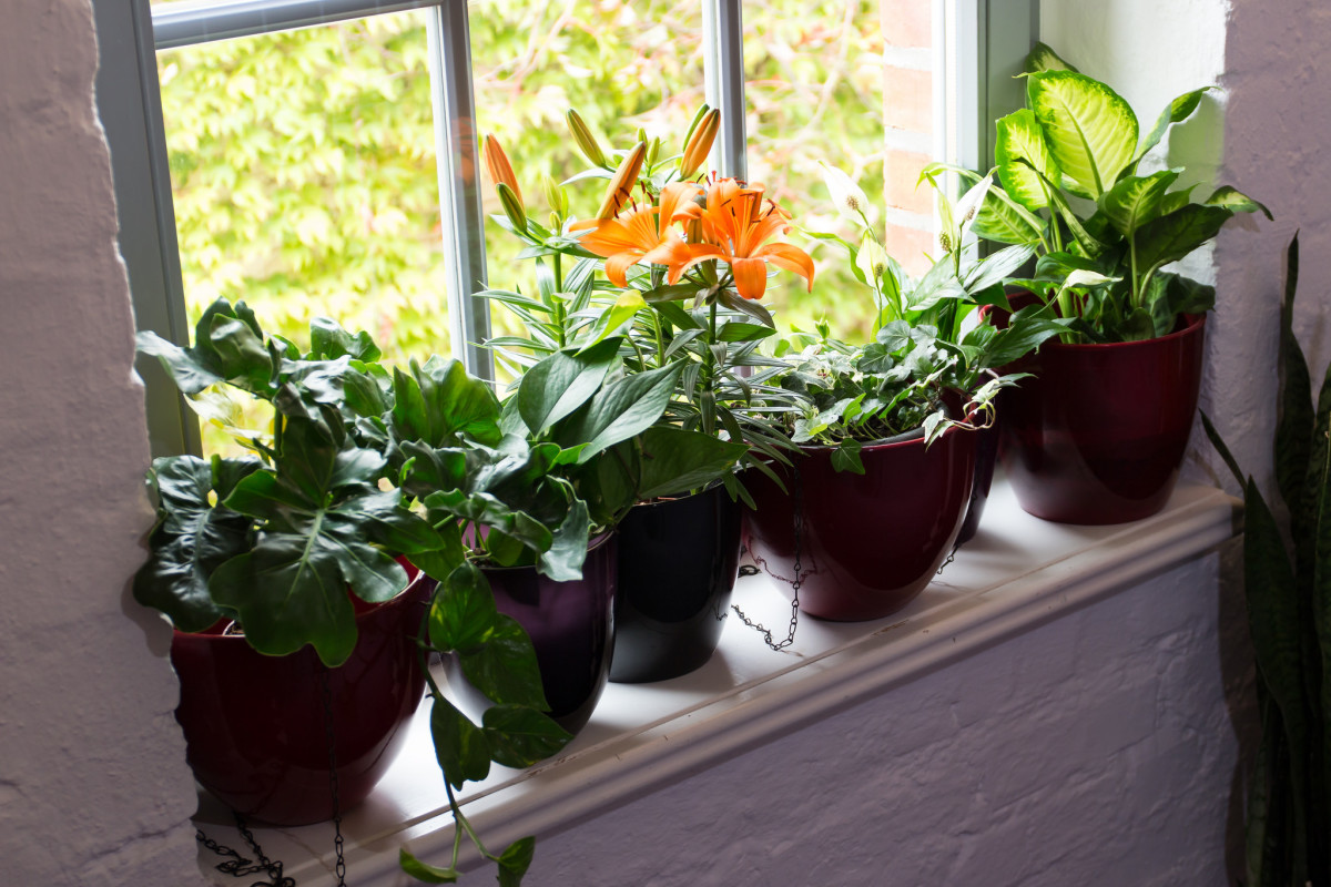 How to Get Rid of White, Fuzzy, Moldy Potting Soil Dengarden