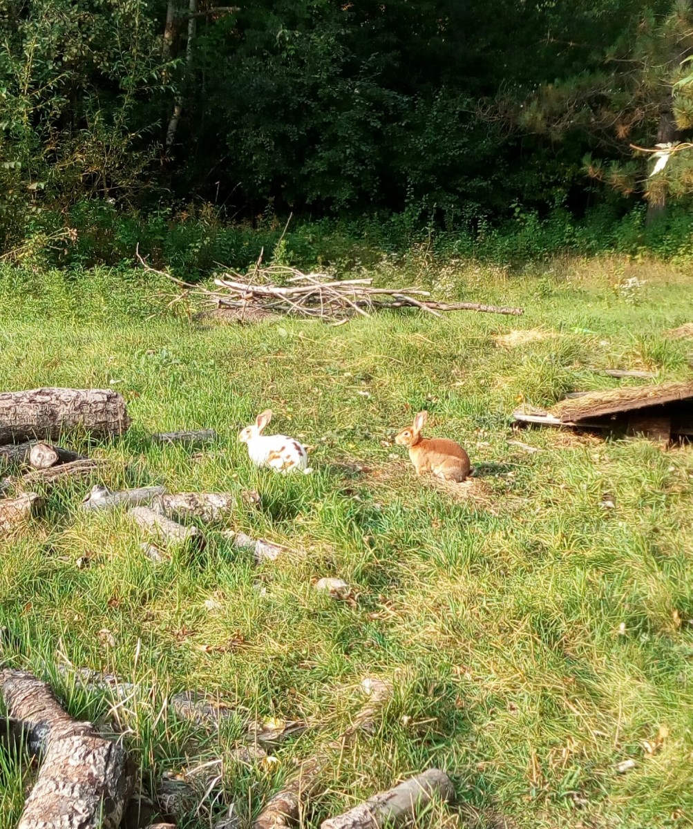 FreeRange Meat Rabbits PetHelpful