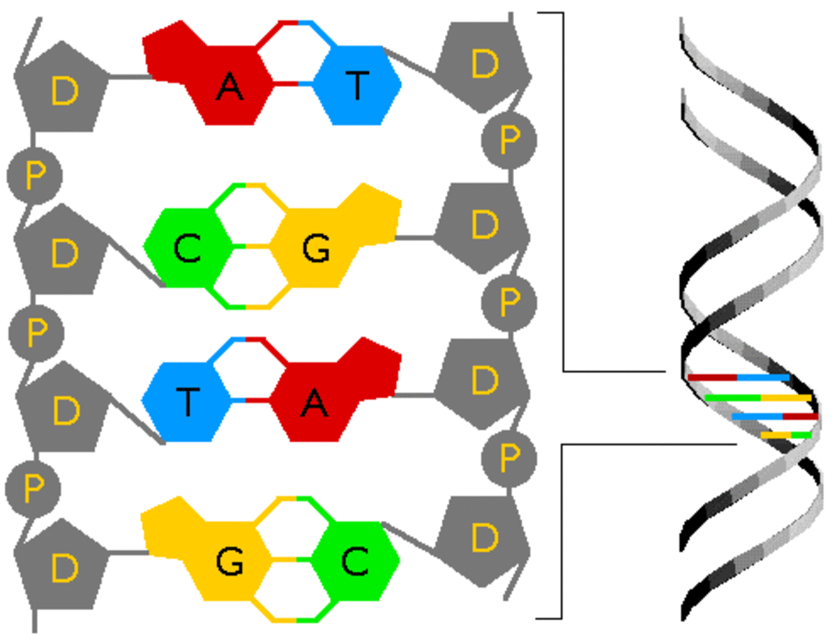 Interesting Facts about Nitrogen and Plant Growth HubPages