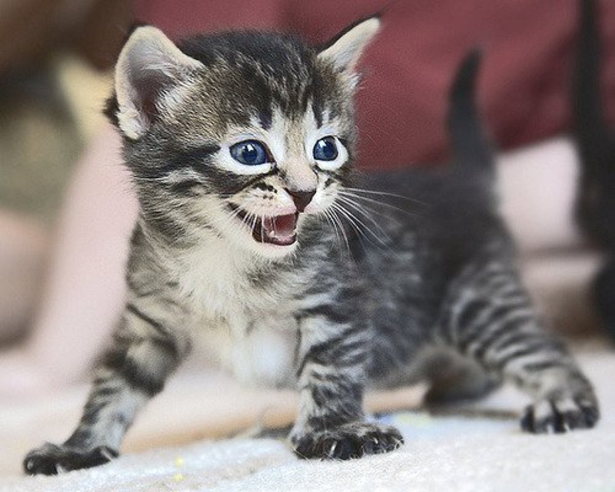 Cute Pet Names for Your New Animal Friend PetHelpful