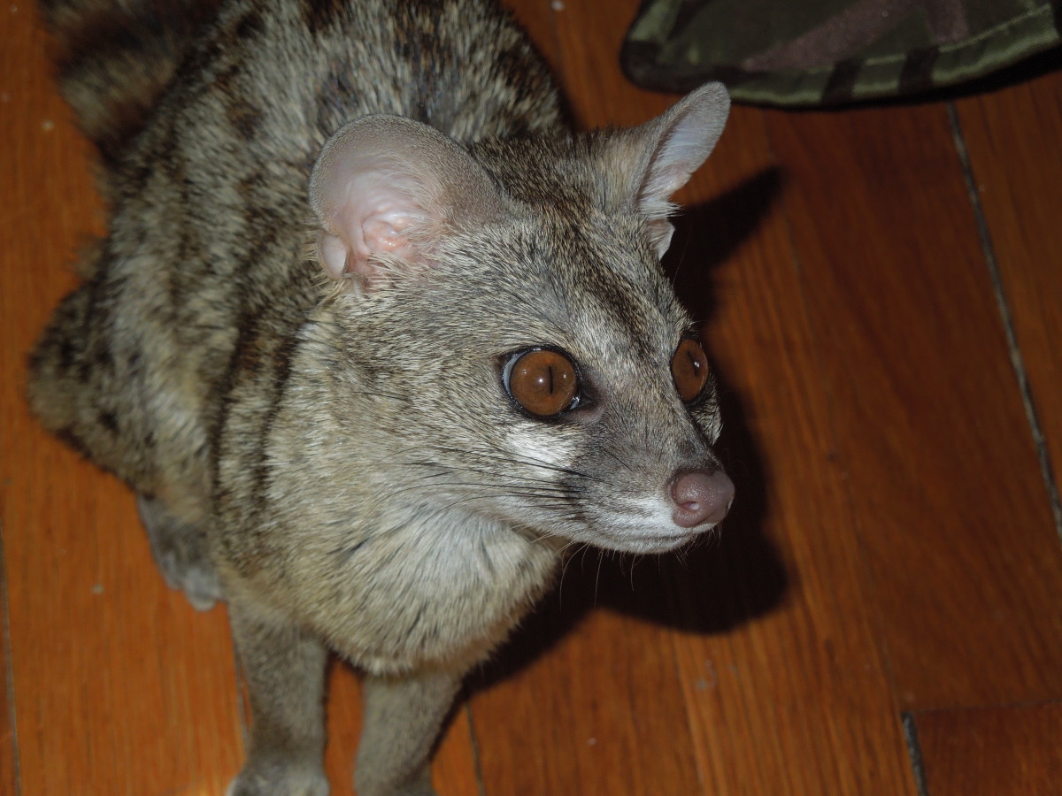 7 Exotic Pets That Can Live Indoors PetHelpful