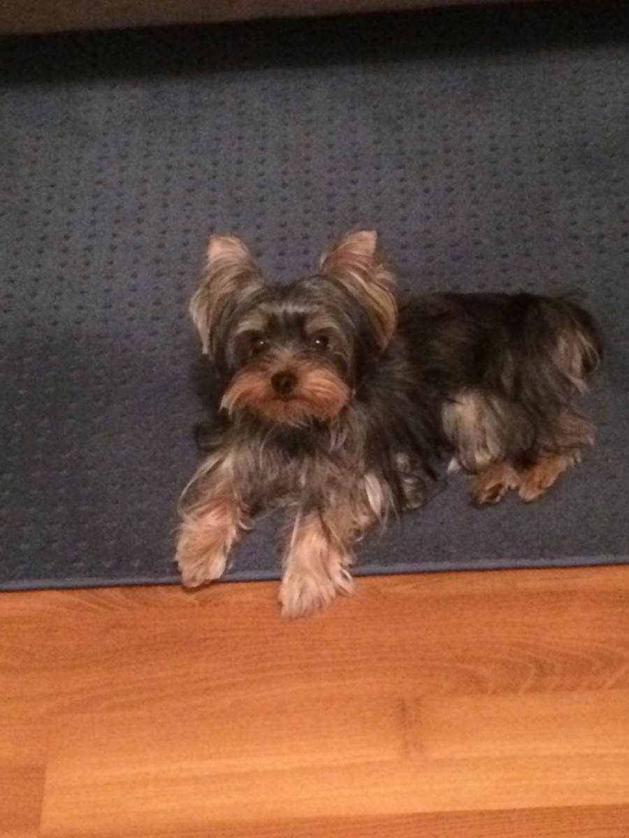 Do Yorkshire Terriers Make Great Pets? (12 Reasons to Own a Yorkie