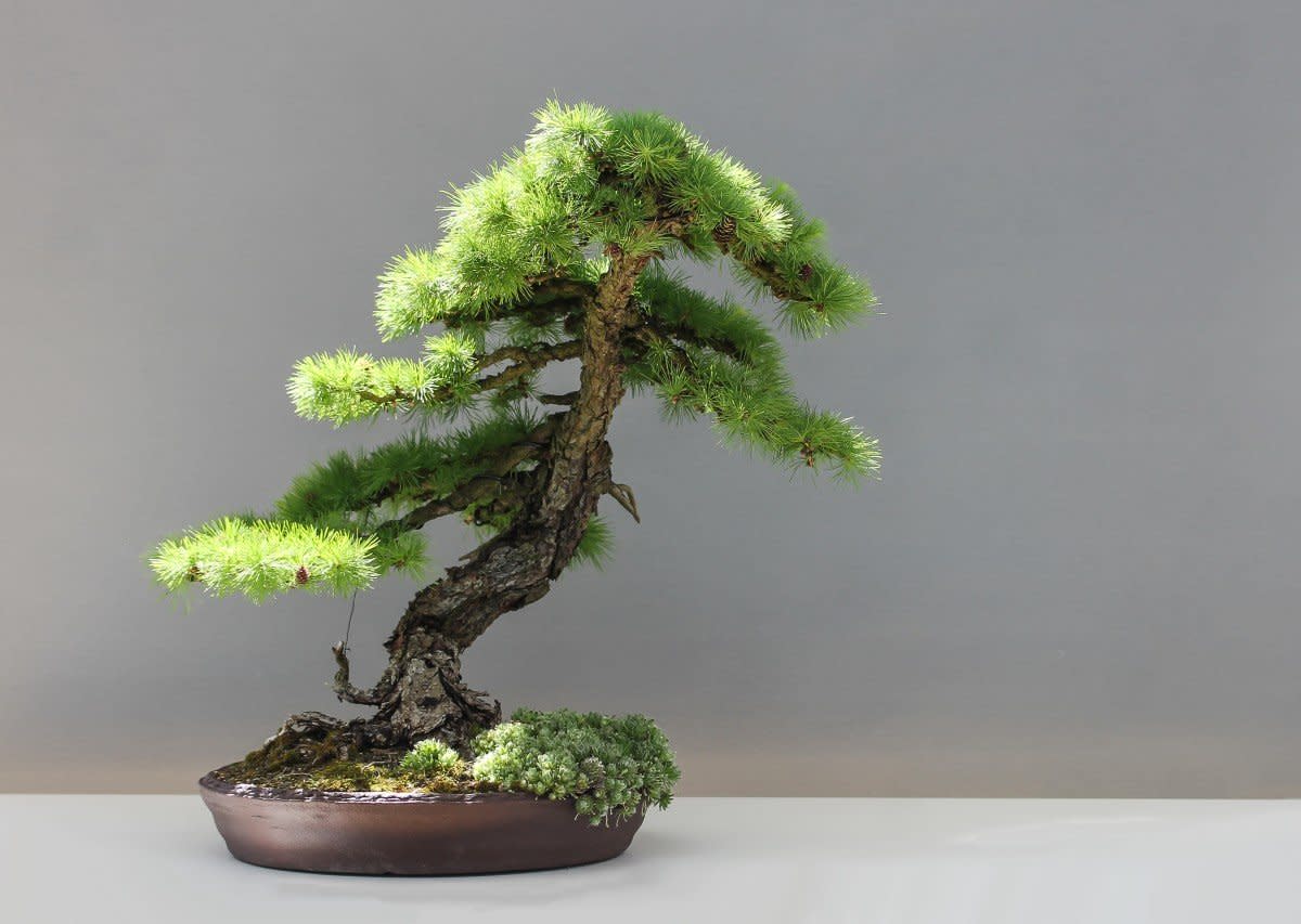 Beginners Guide to Growing Mame Bonsai Dengarden