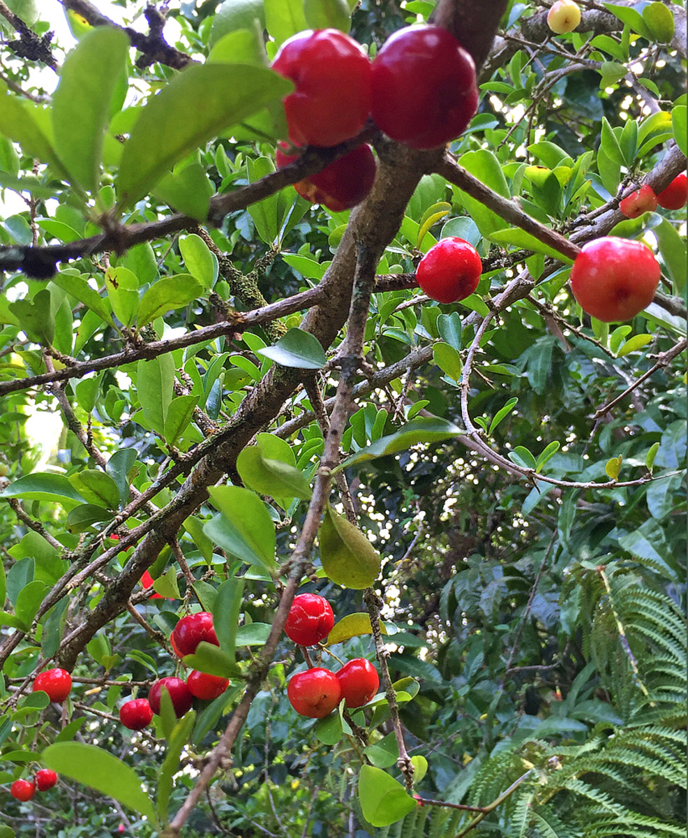 Tropical Taste of Hawaii The Awesome Acerola Cherry HubPages