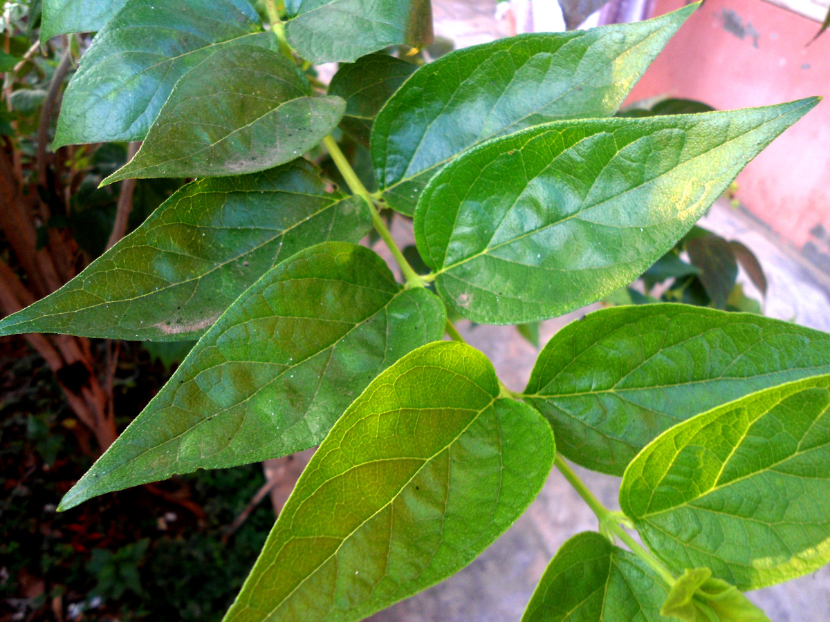 Night Jasmine (Harsingar, Parijat) and Its Health Benefits and Herbal