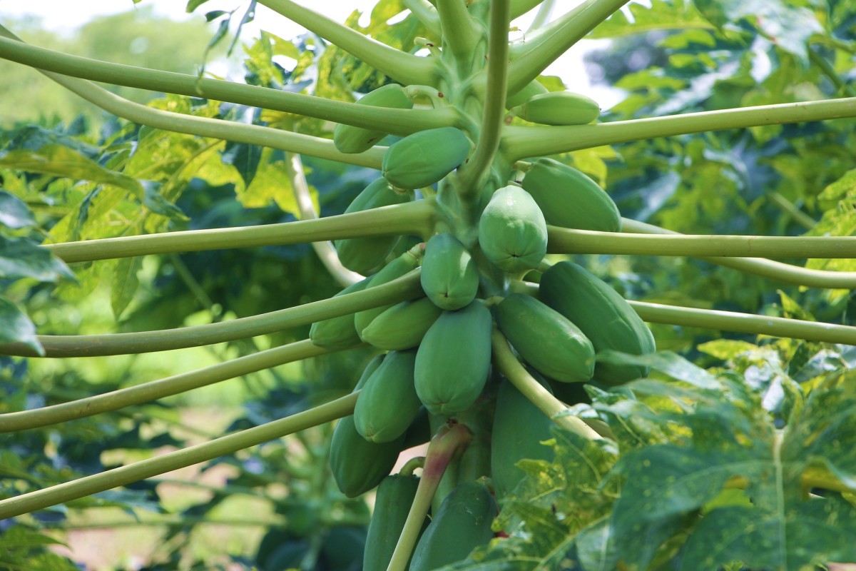 The Health Benefits and Risks of Eating Papaya CalorieBee