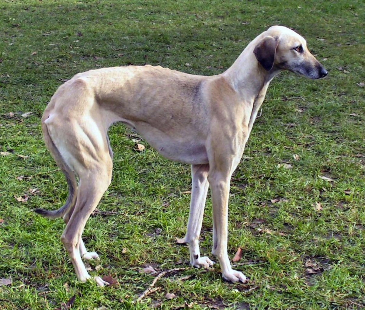 11 Excellent but Endangered Indian Dog Breeds PetHelpful