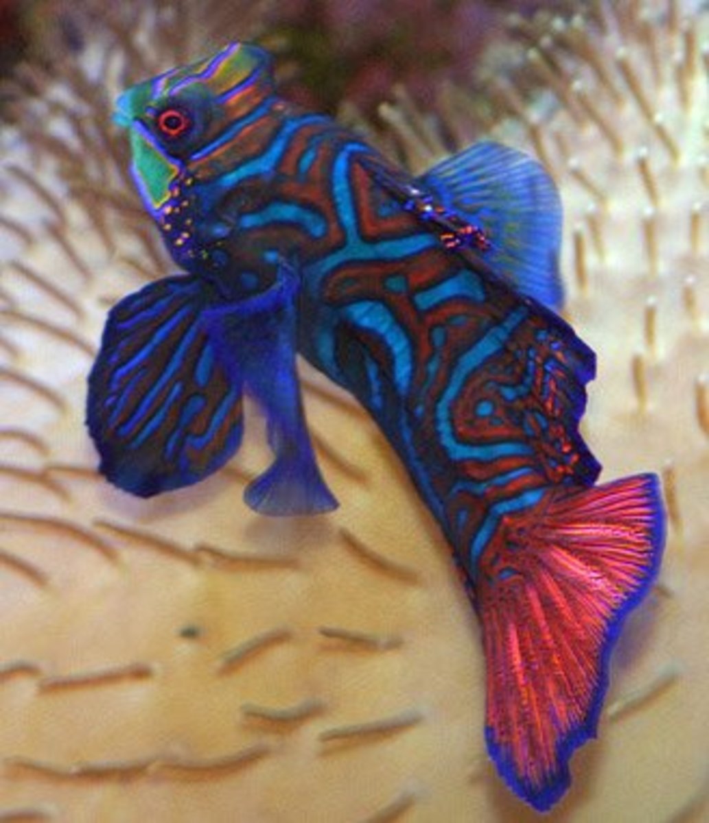 Mandarin Fish Facts and Care PetHelpful