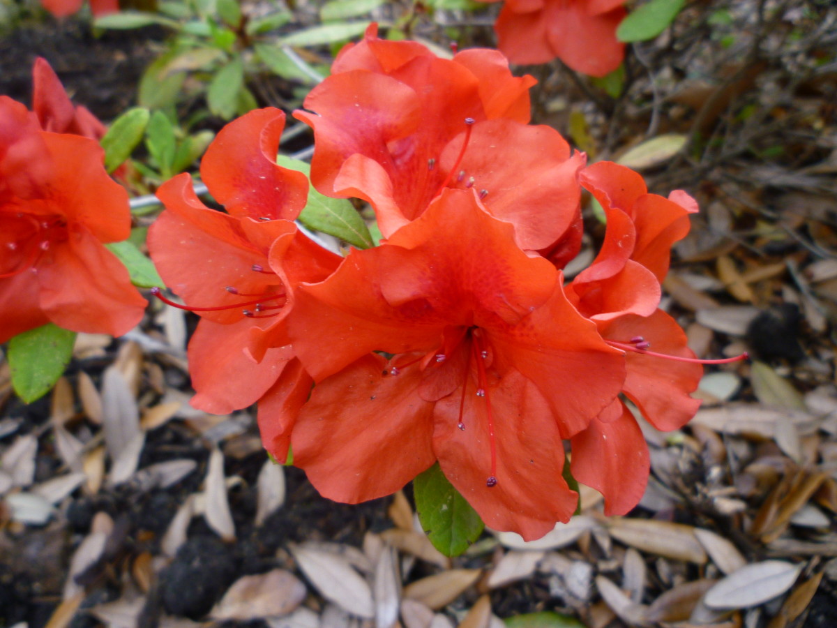 Pictures of Flowering Plants That Grow Well in My Houston Garden in