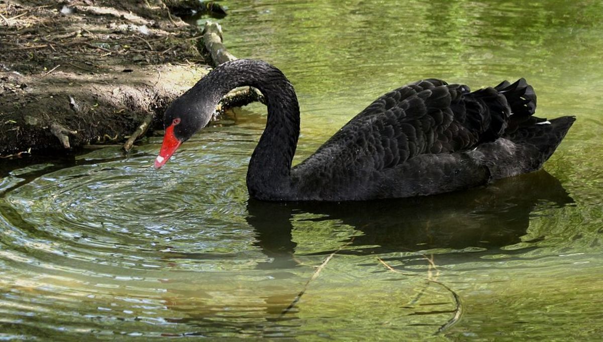 Facts of the Black Swan Owlcation
