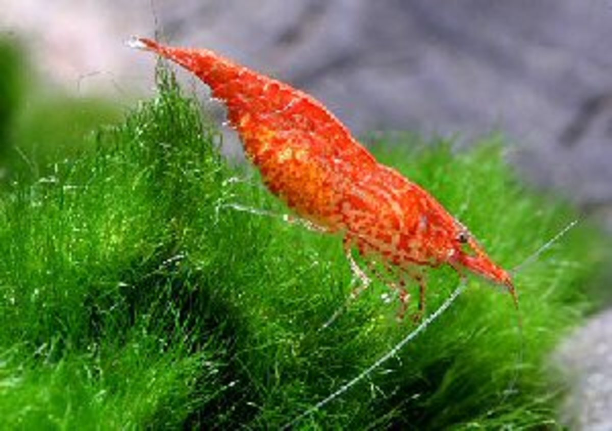 Keeping Freshwater Cherry Red Shrimp as a Pet PetHelpful
