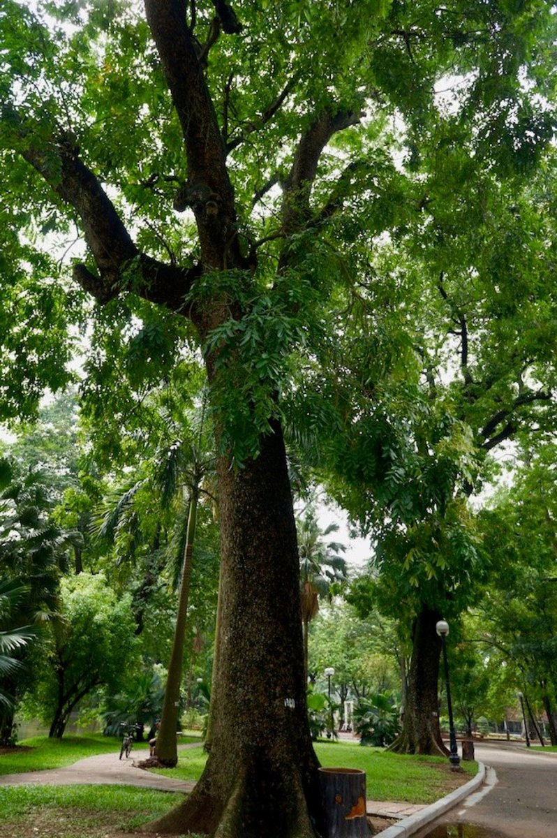 Exotic Wood of Southeast Asia HubPages