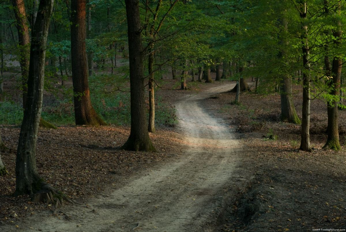 A Road through the Forest A Fable LetterPile