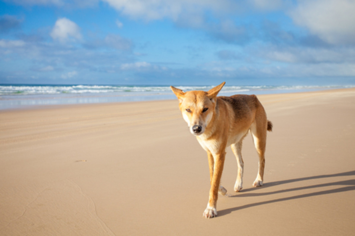 Dingo The Australian Wild Dog HubPages