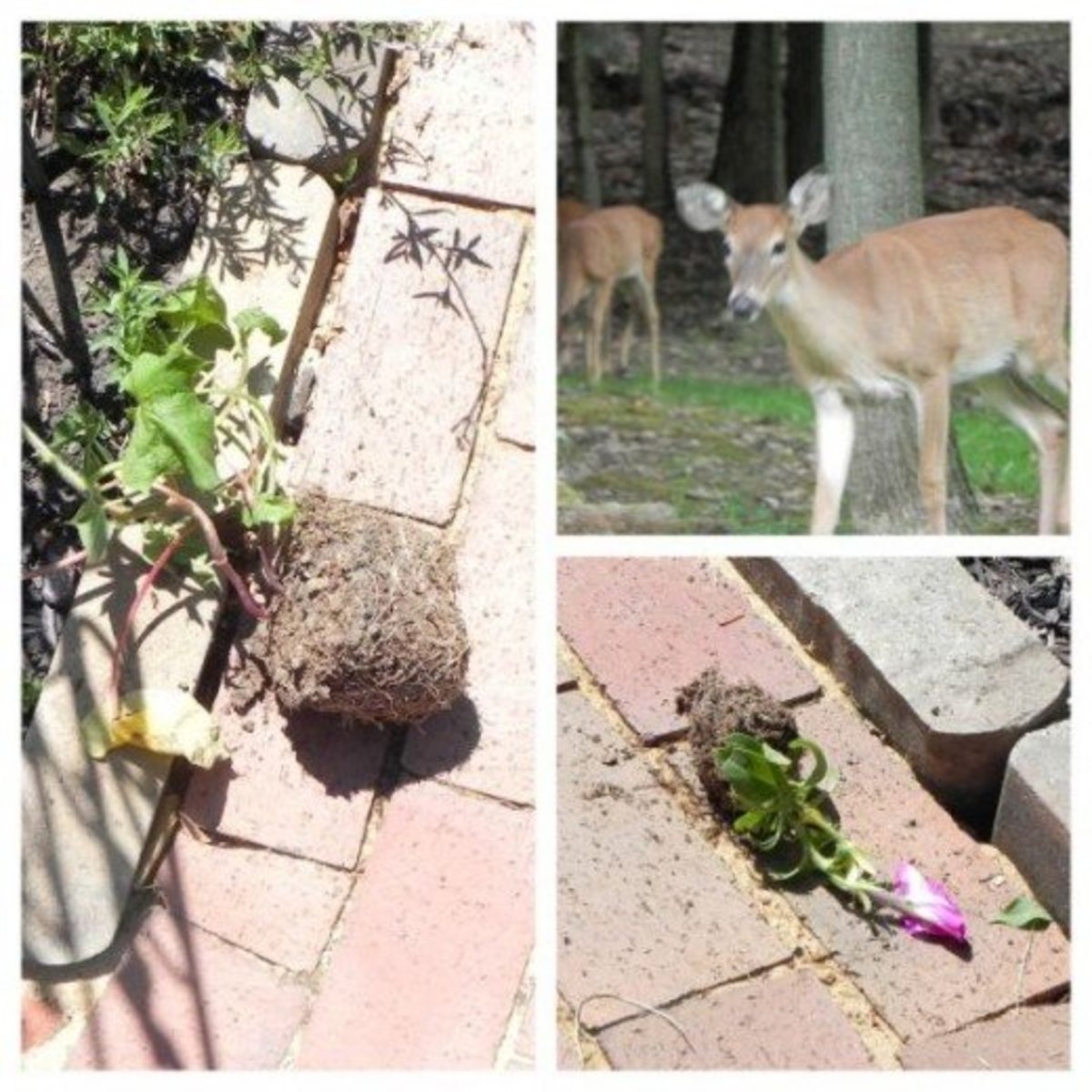 Best Homemade and Commercial Deer Deterrents for Your Garden Dengarden