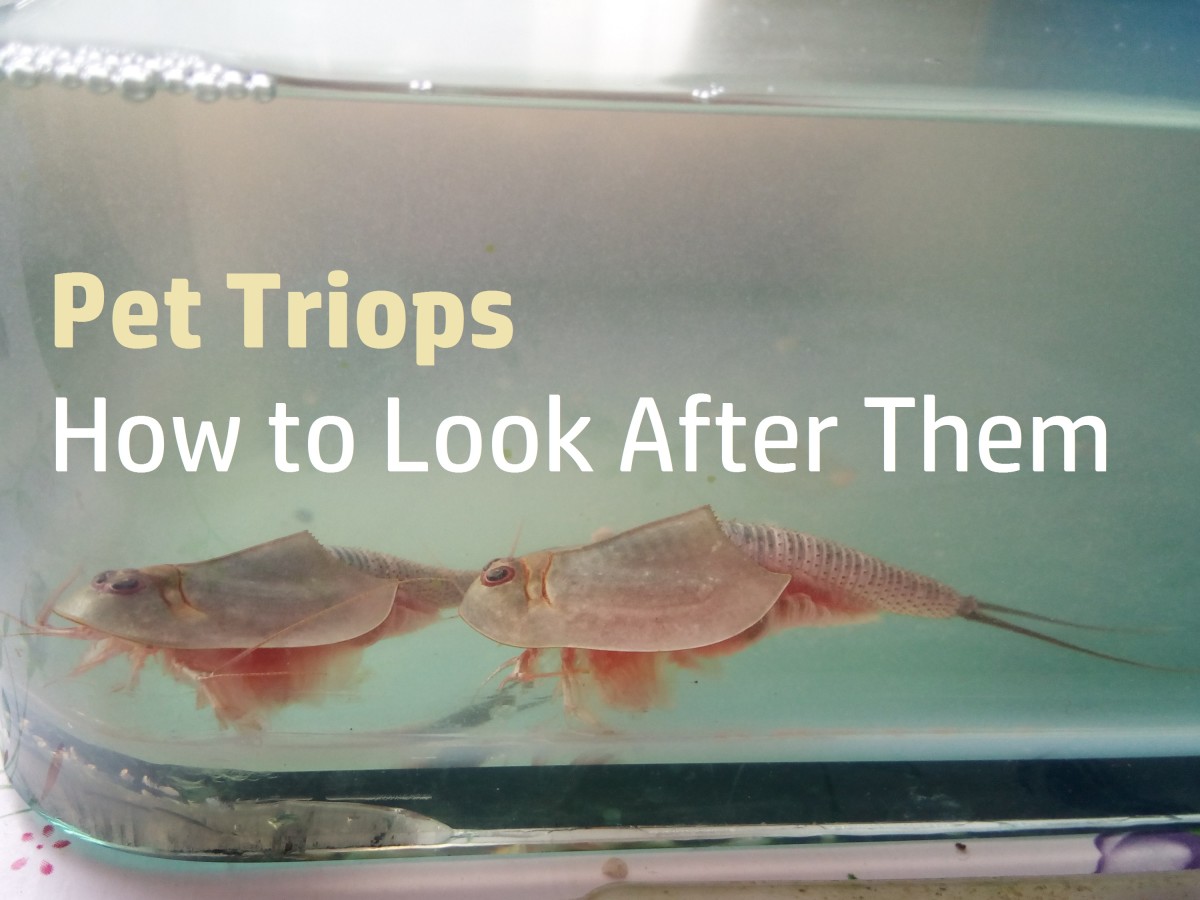 Triops Facts and How to Raise Pet Triops PetHelpful