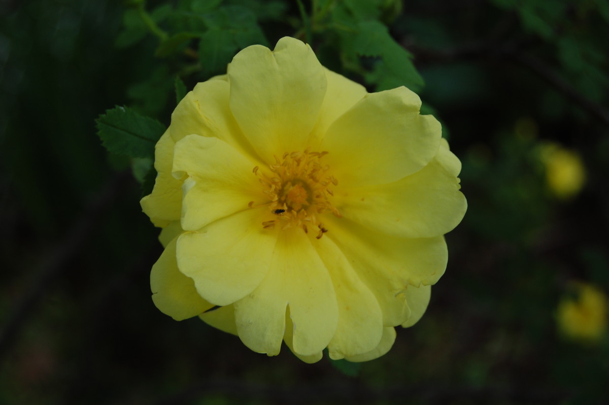 Is the Yellow Rose of Texas From Texas? Dengarden