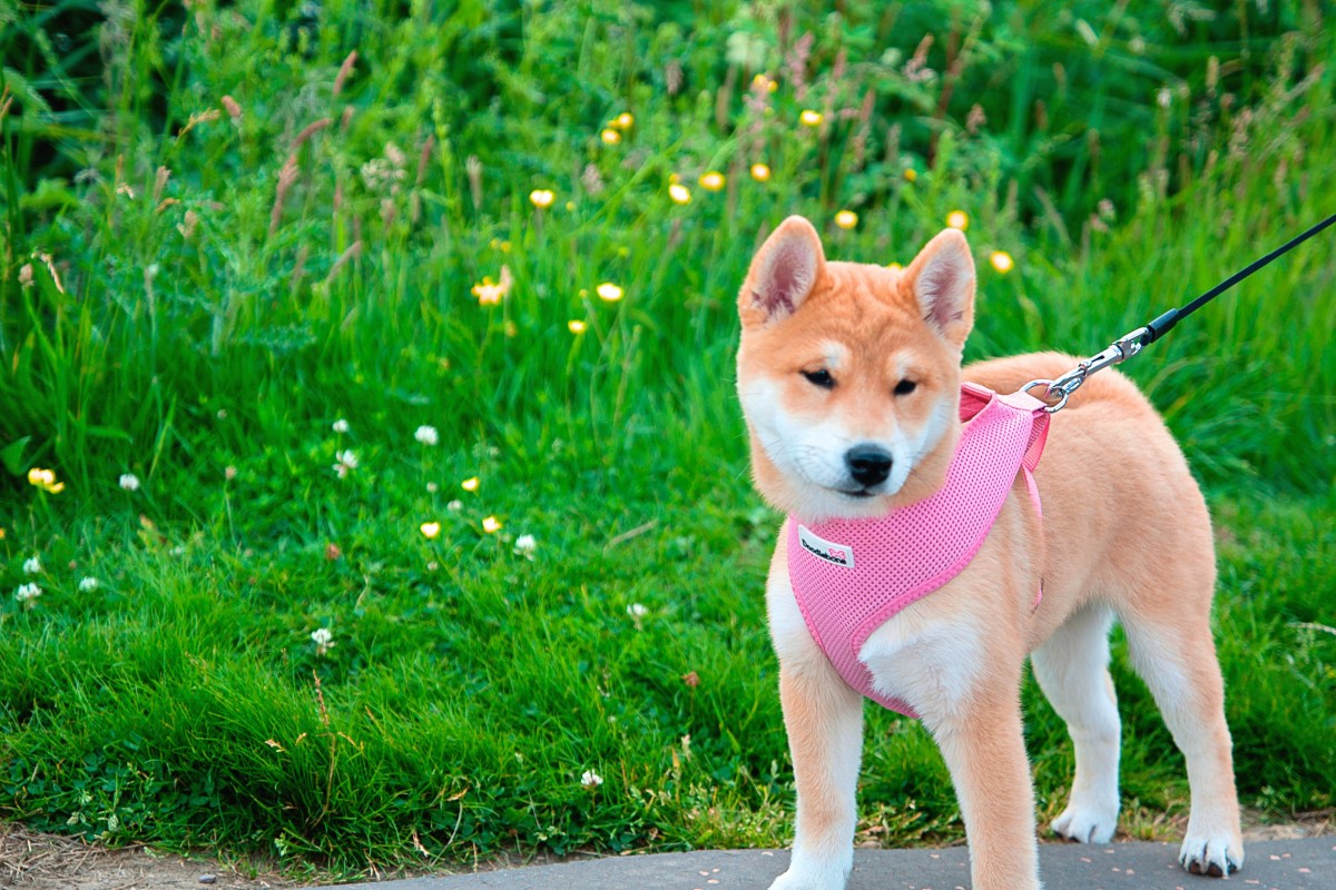 Cute and Creative Female Shiba Inu Names PetHelpful
