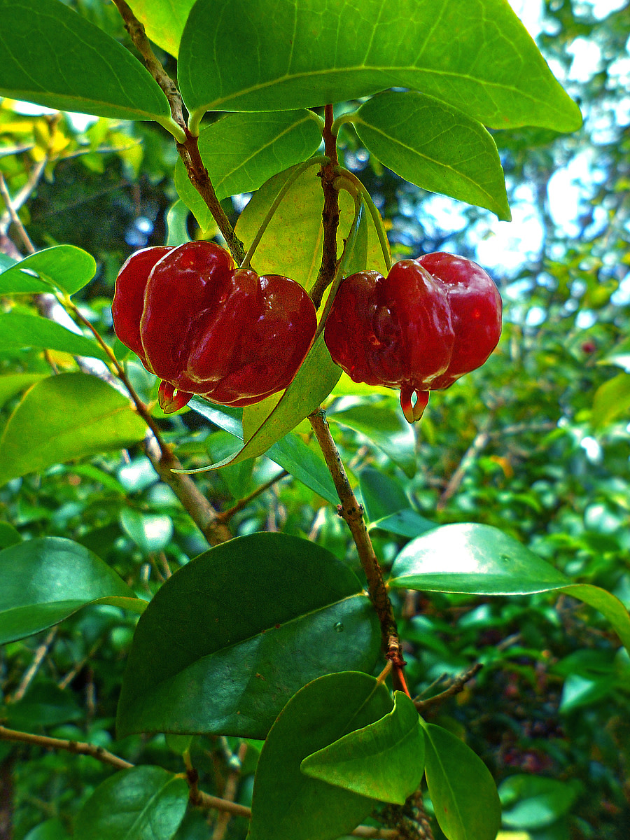 Tropical Taste of Hawaii The Sublime Surinam Cherry Dengarden