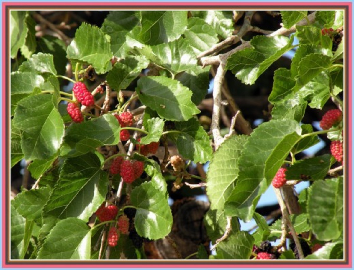 15 Top Health Benefits of Mulberries HubPages