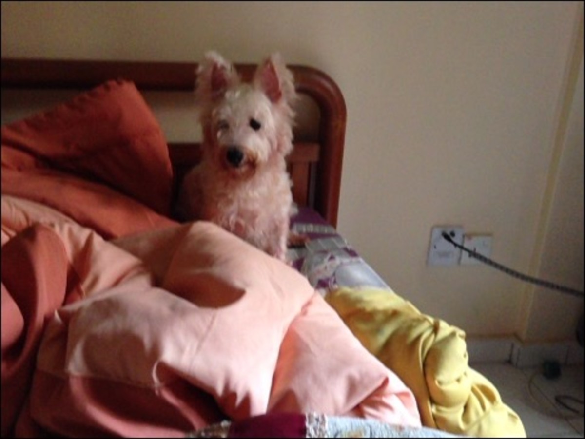 How to Manage Nightmares in Dogs PetHelpful