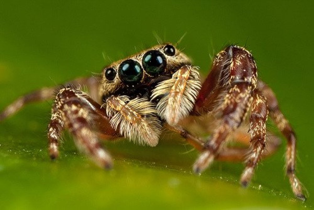 The Portia Jumping Spider An Intelligent, Patient Stalker Owlcation