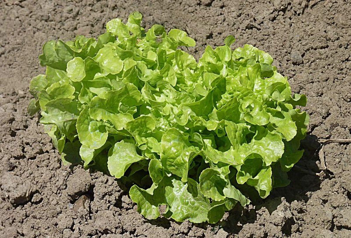 How to Grow Lettuce Dengarden