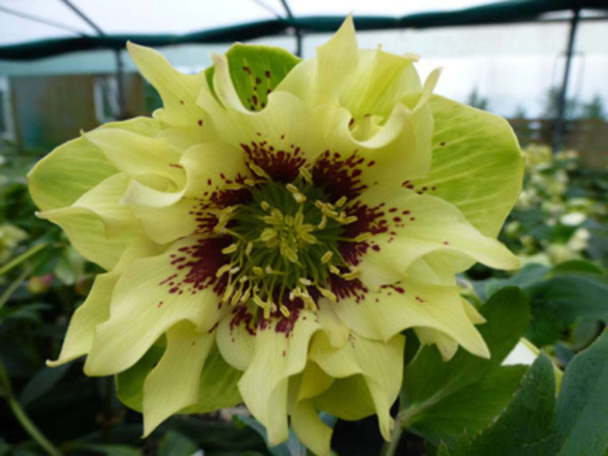 How to Plant and Care for Hellebores (Lenten Roses) Dengarden
