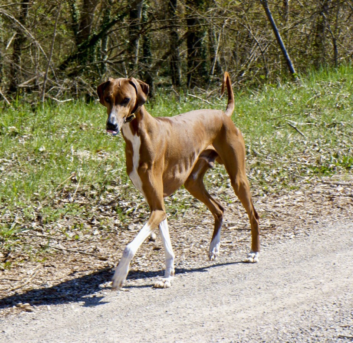 Five Best Dog Breeds From Africa PetHelpful
