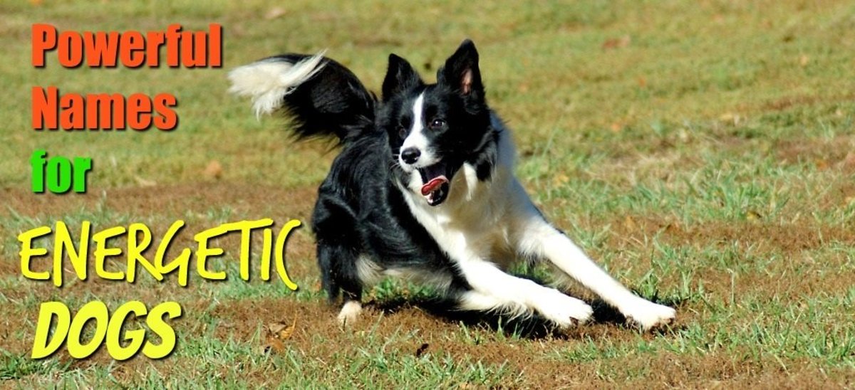 100 Powerful Names for Energetic Dogs (From Chipper to Zipper) PetHelpful