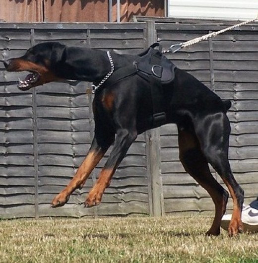 Five Best Personal Protection Dog Breeds PetHelpful