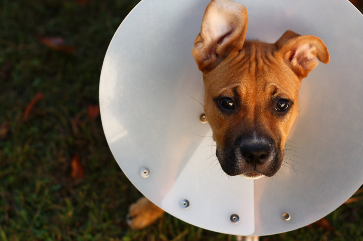 How to Care for Dogs After Spaying Surgery PetHelpful