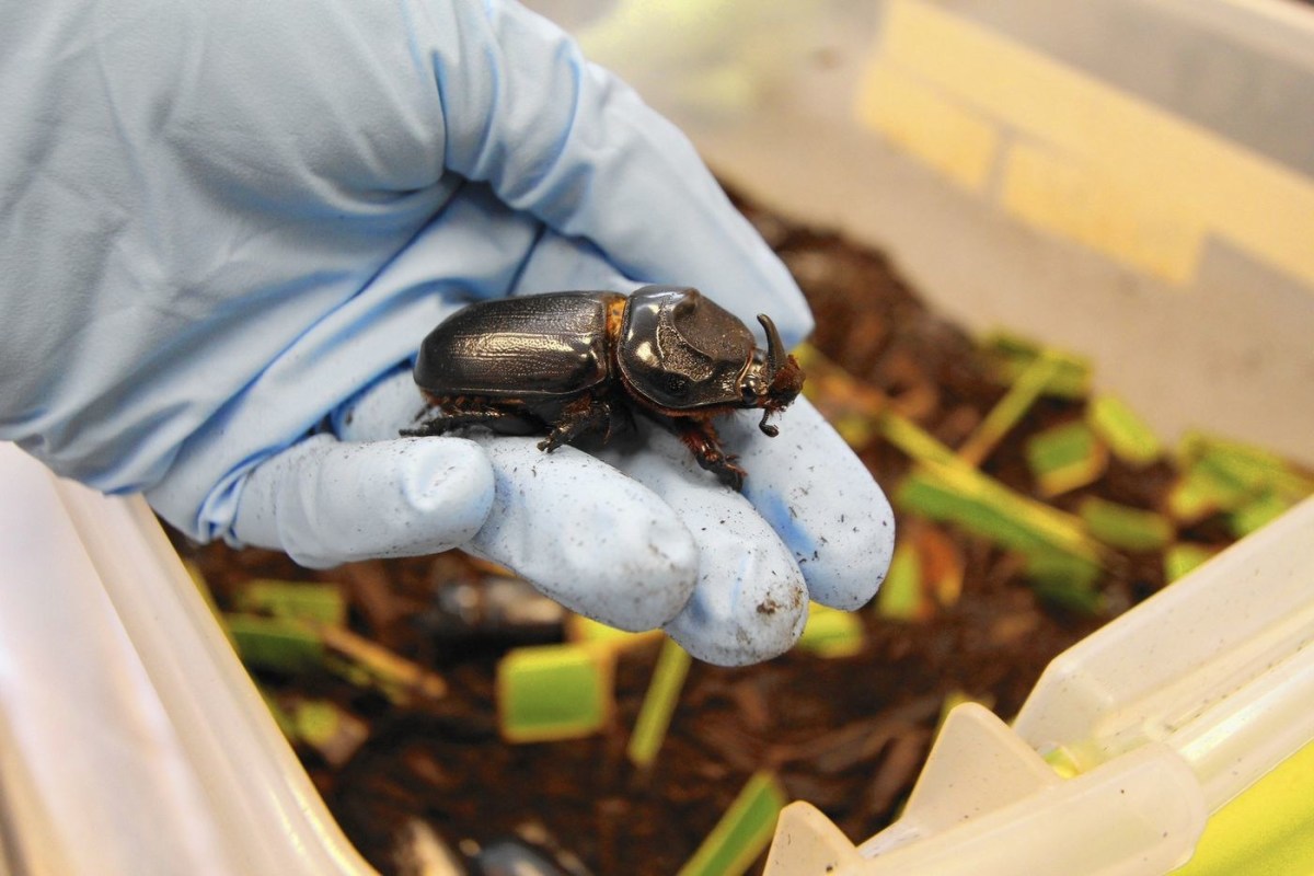 Rhinoceros Beetles Harmless to Humans but Devastating to Some Crops