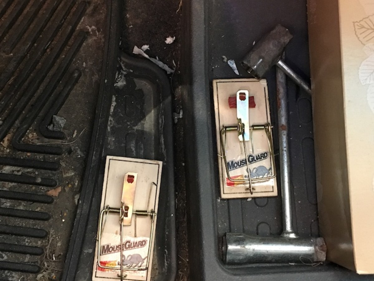 Can Rodents or Mice Ruin a Car? AxleAddict