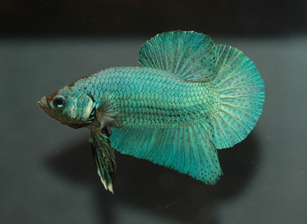 8 Fascinating Facts About Siamese Fighting Fish PetHelpful