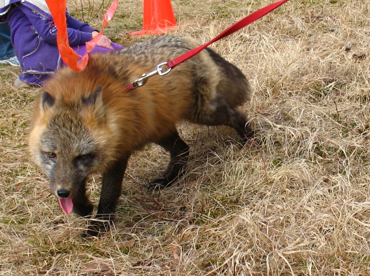 Are Exotic Pets Legal in Pennsylvania? PetHelpful