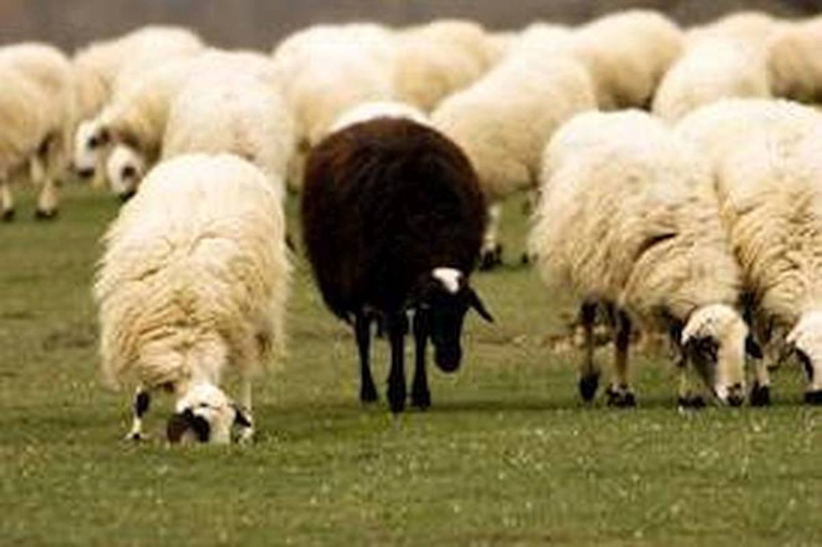 Why Being the Black Sheep in the Family Is a Good Thing
