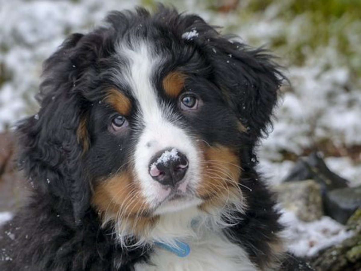 12 Names From Swiss Culture and Folklore for Bernese Mountain Dogs