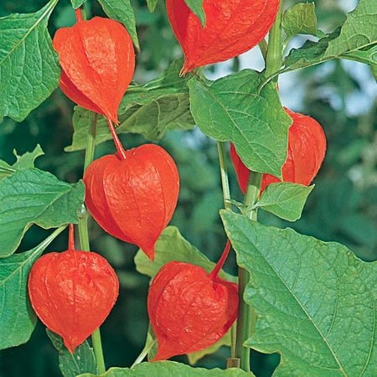 Poisonous Plants Chinese Lantern, Deadly Nightshade, Castor Oil Plant