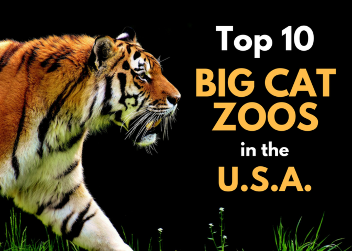 The Top 10 Big Cat Zoos in the U.S.A. WanderWisdom