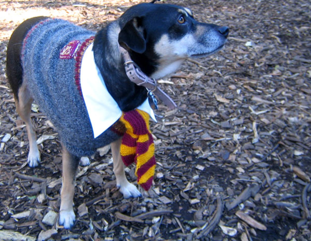 The Ultimate List of Harry Potter Dog Names PetHelpful
