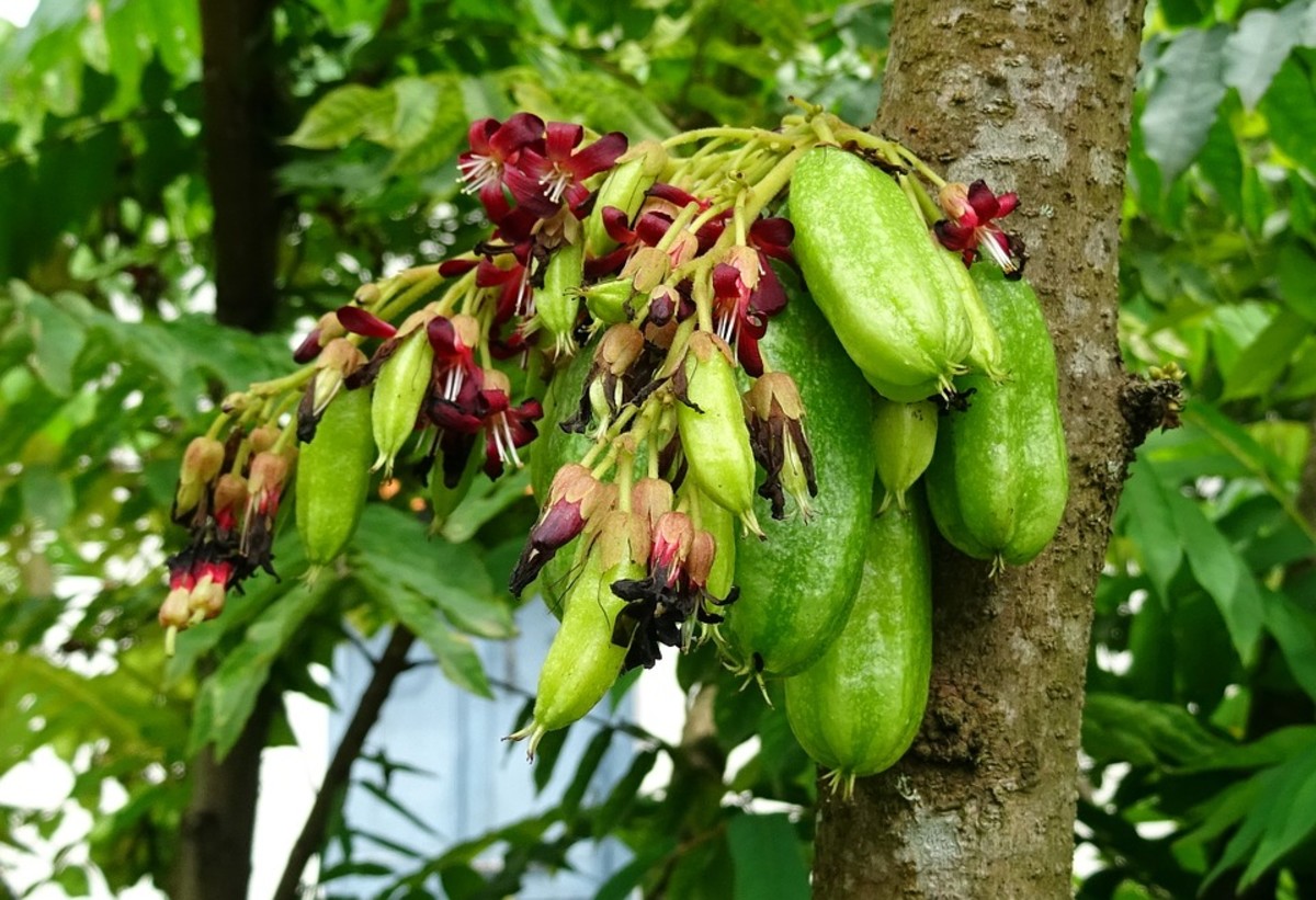 Fruits Found in the Philippines HubPages