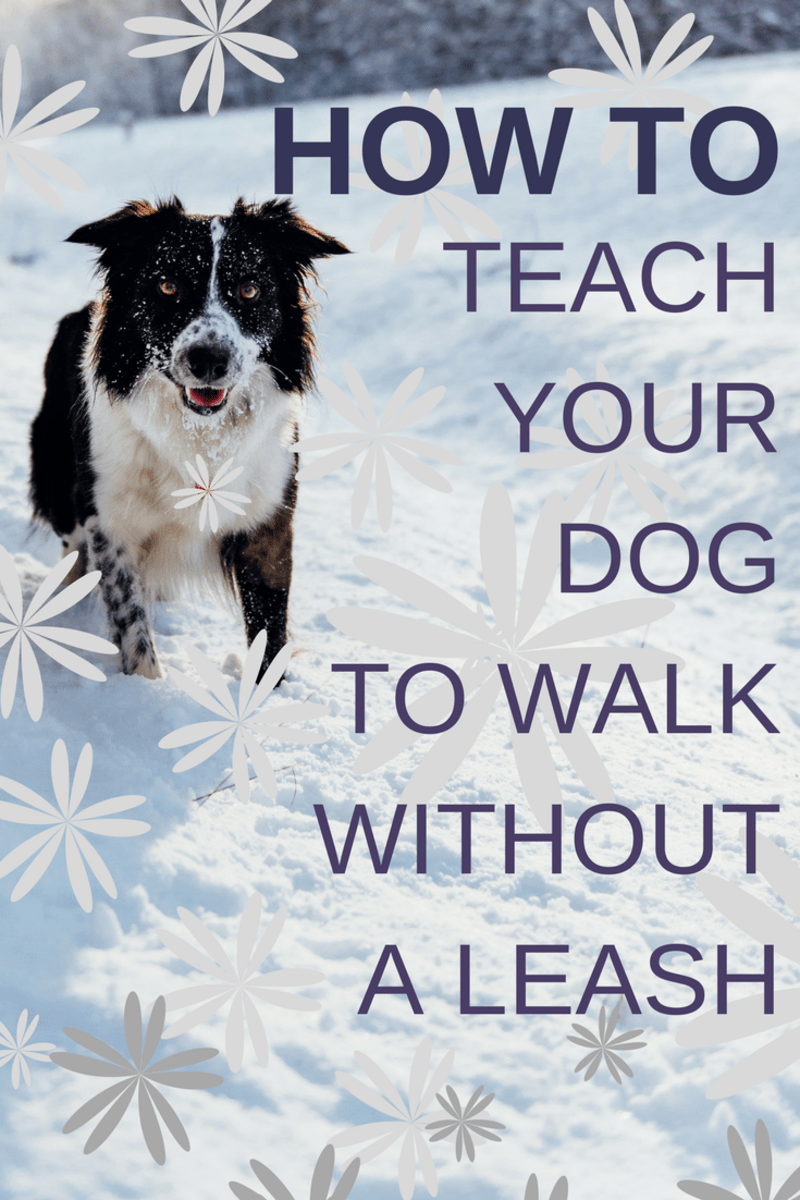 How to Train Your Dog to Walk Without a Leash in 3 Easy Steps PetHelpful