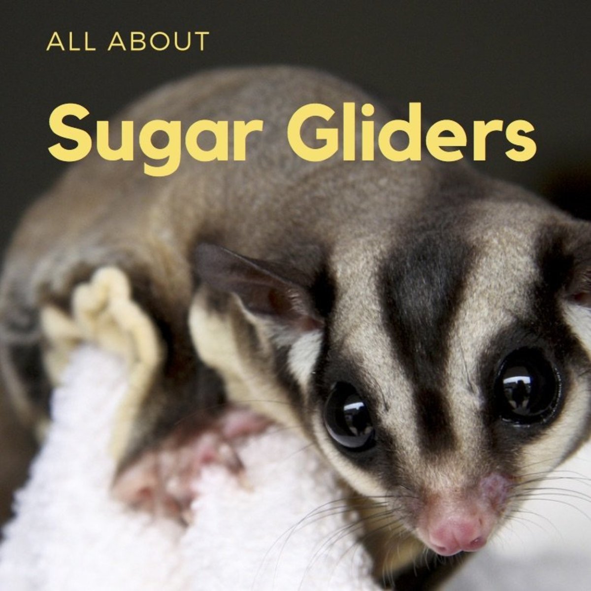 Sugar Gliders General Information and Pet Keeping PetHelpful