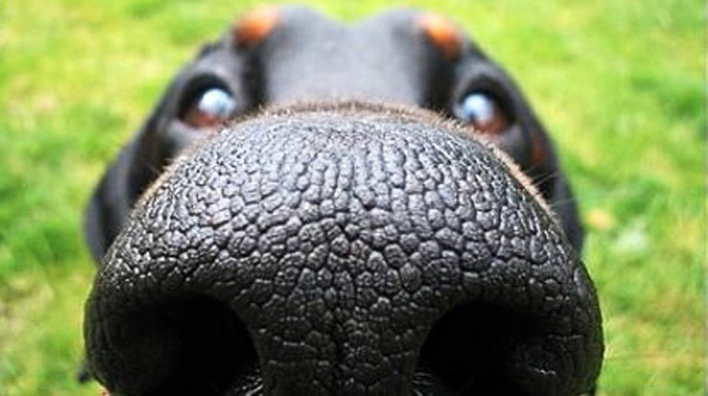 Dogs Can Smell Time HubPages