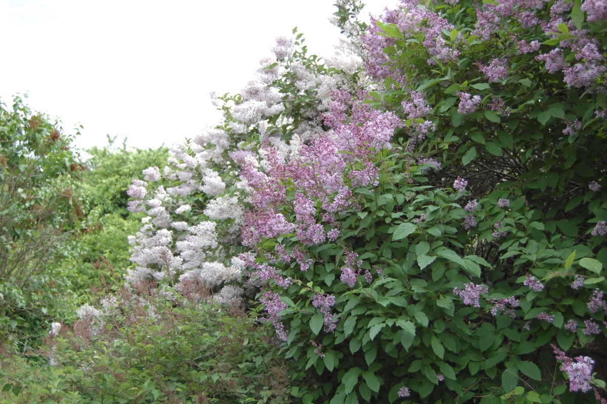 How to Grow Lilacs for Spring Color Dengarden