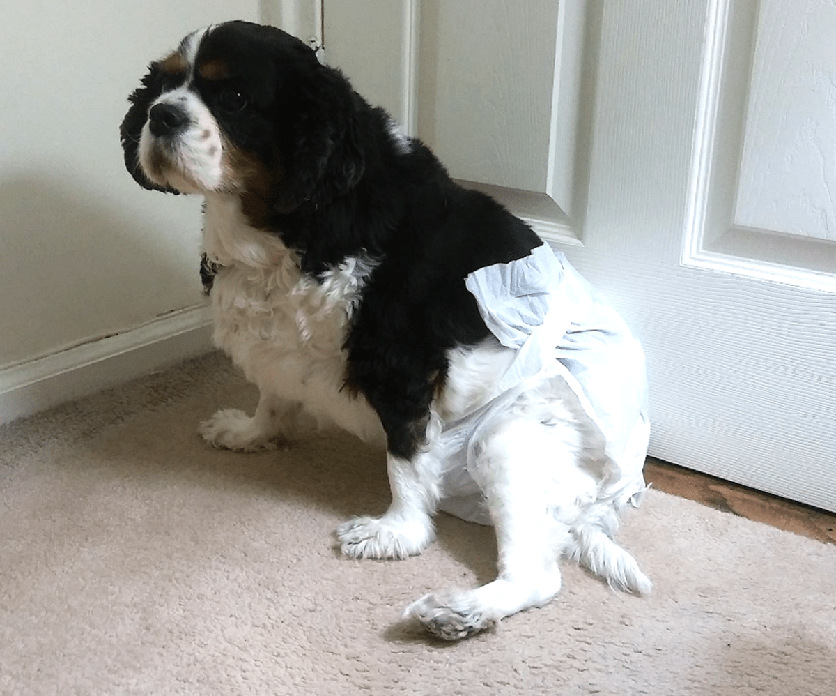 The Best Female Dog Diapers (A Reviewer's Guide For Diapers That Won't