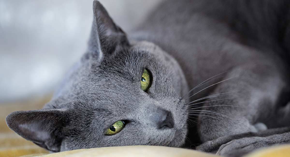 15 Great Names for Your Russian Blue Cat From Russian and Slavic