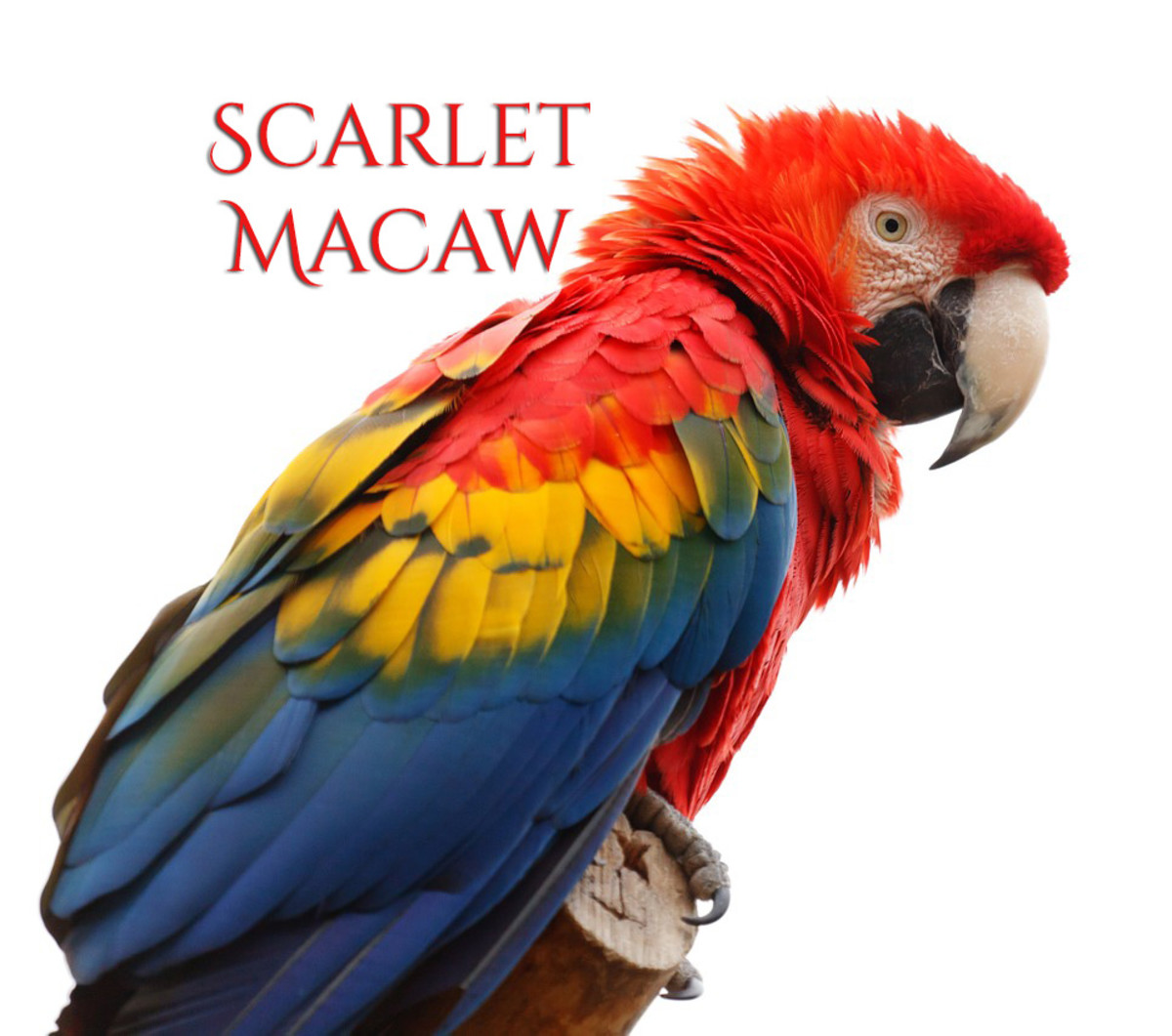 A Guide to Owning a Scarlet Macaw PetHelpful