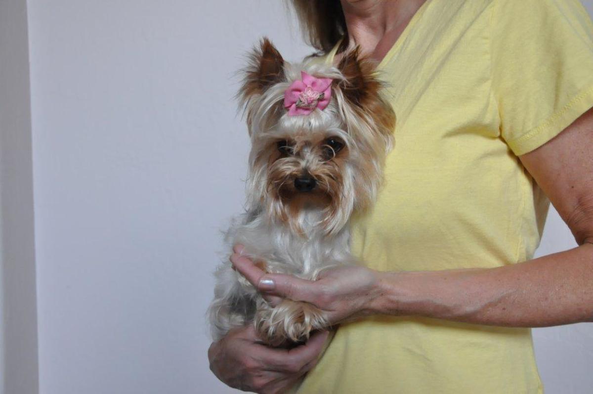 15 British Tea Party Names for Your Teacup Yorkie HubPages